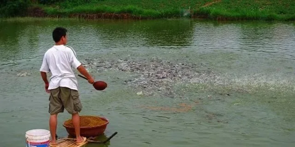 水生動物圖文欣賞(5)——四大主要食性魚類與五小類食性魚類 水生動物圖文欣賞(5)——四大主要食性魚類與五小類食性魚類