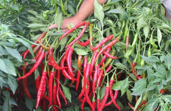 用個破油桶，陽臺種辣椒，一棵結8斤，沉得壓彎枝