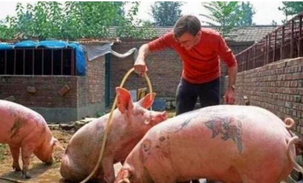 他在母豬身上紋身，意外被香奈兒看中，結果一張豬皮賣了70萬