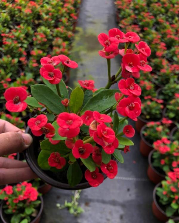 3種“養不死”的花，適合新手，不只是好養，關鍵很漂亮