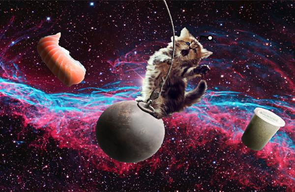第一隻進入太空的貓，承受9.5倍重力加速度，太空遨遊13分鐘