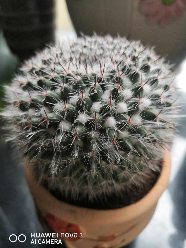 大爺養的仙人球，總是比我好，除了澆水還該怎麼養