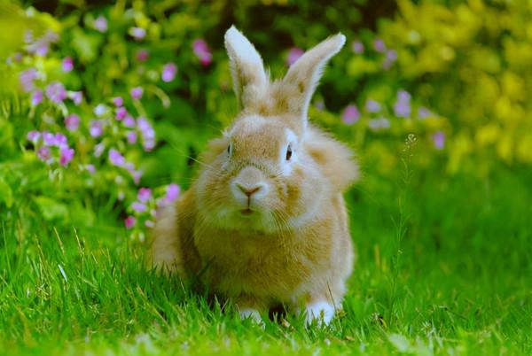 山東小夥辦寵物農場，賣萌寵年入1800萬，帶動村民走上致富路