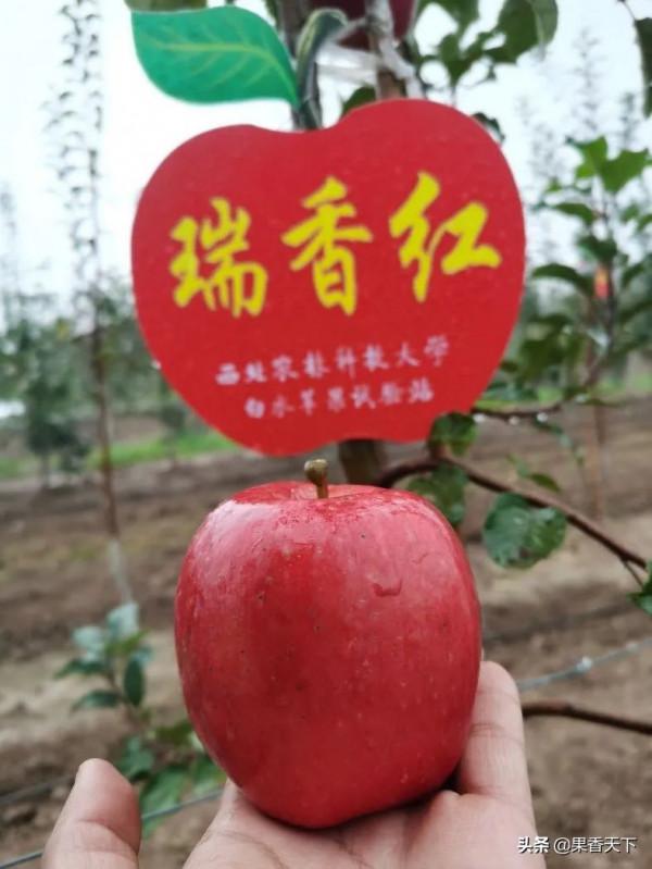 除了紅富士,種哪些品種能發財?這個論壇告訴你答案 除了紅富士,種哪些品種能發財?這個論壇告訴你答案