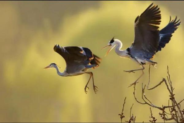 詩經-國風·周南-關雎 詩經-國風·周南-關雎