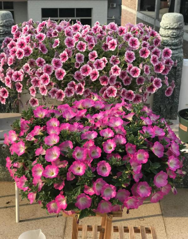 矮牽牛花，要想開花爆盆，就要大剪大修，有舍才有得