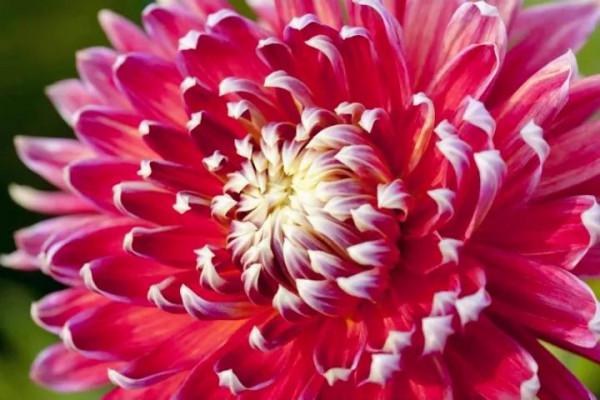 大麗花的花朵，花瓣排列得十分整齊，自然奔放而富有浪漫色彩