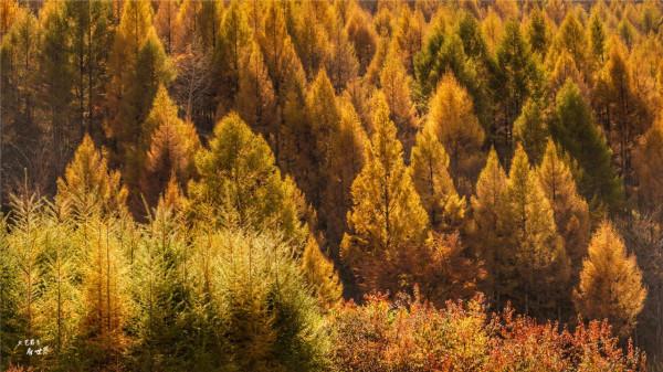 本溪有一個可以自駕遊覽的景區，觀賞紅葉絕美，今年秋天不能錯過