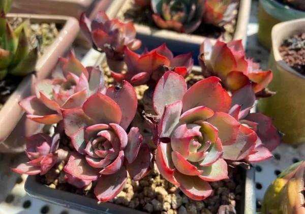 一年一度曬秋時,一年一度曬肉時 一年一度曬秋時,一年一度曬肉時