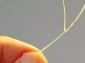 魚刺卡喉嚨裡別再喝白醋了，教你一個小妙招，魚刺自動消失不見