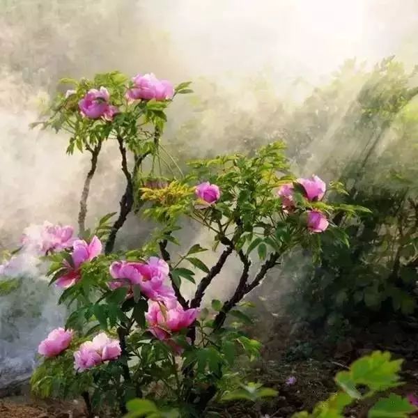 中國最美的30個地方，讓你遇見最美的春天