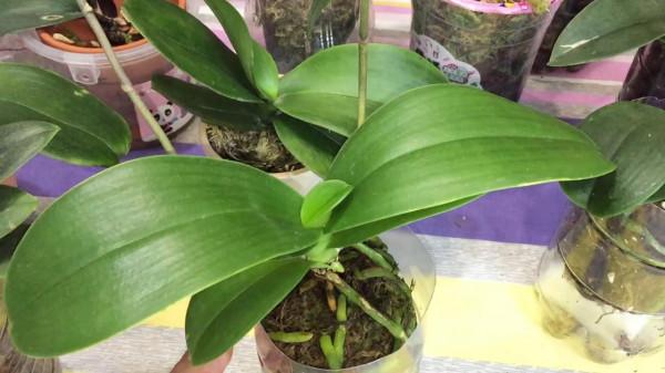 蘭花的根要怎麼養？做好這“5步”，蝴蝶蘭的根多又壯，年年開花