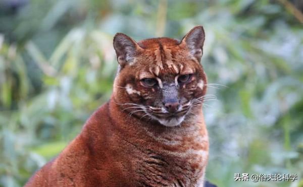 廣西一石山上發現大型貓科動物，會是滅絕的野生華南虎嗎？