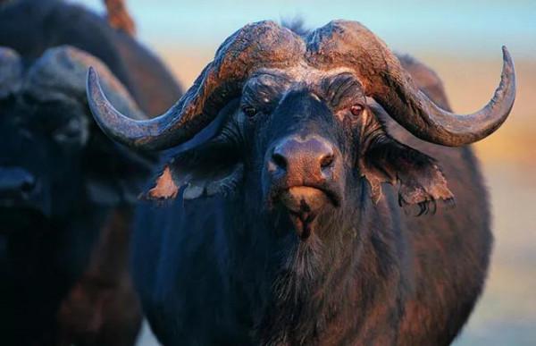 今天分享‘牛”的品種，你知道多少？