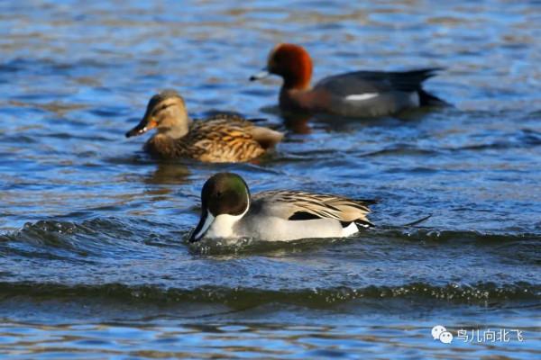 觀鳥之樂，就在於看鳥之樂