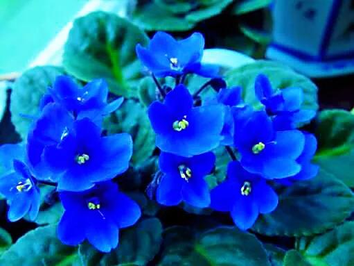 非洲紫羅蘭～永恆的愛