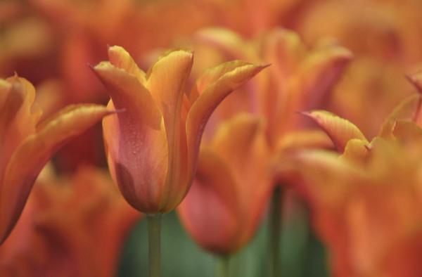 20種充滿活力的橙黃色花卉,來為你的生活注入快樂吧 20種充滿活力的橙黃色花卉,來為你的生活注入快樂吧