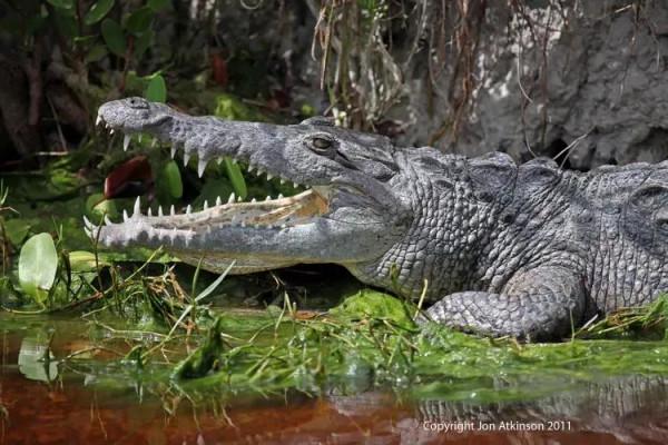 鱷魚好圖大雜燴 鱷魚好圖大雜燴