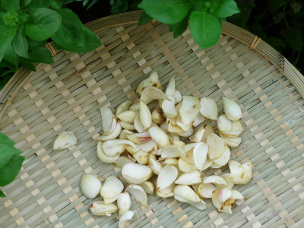 冬天多吃這種花，養肺陰、止燥咳