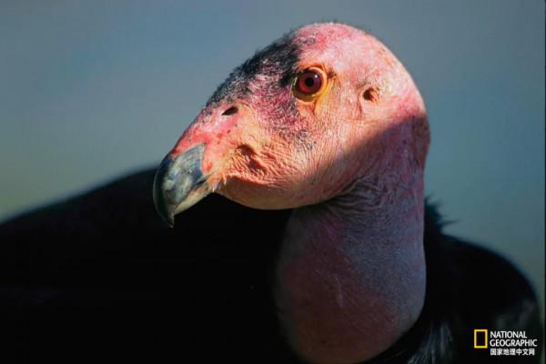 北美最大的鳥，竟然不需要“男的”了？