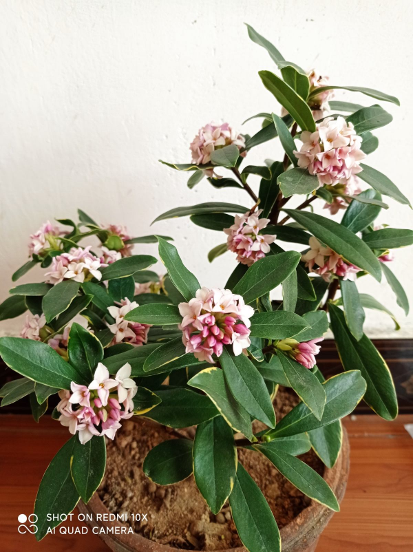 年底養些喜慶花，家裡一年都吉祥，6種年宵花現在買正合適