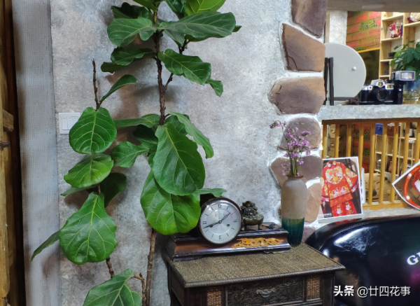 適合客廳養的4種花，壽命長寓意好，大氣有格調，養護很簡單