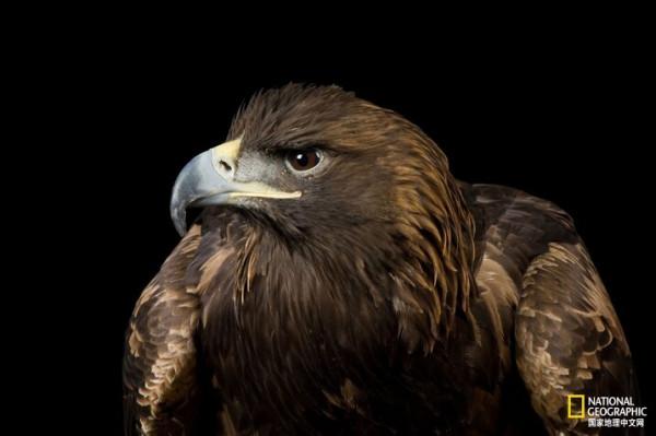 同樣都是雕,差距咋那麼大呢? 同樣都是雕,差距咋那麼大呢?