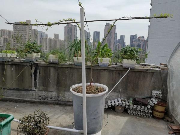 蜂糖李，北方樓頂值得種