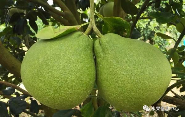 泰國超好吃的紅寶石柚子，為什麼被稱為“極品”？