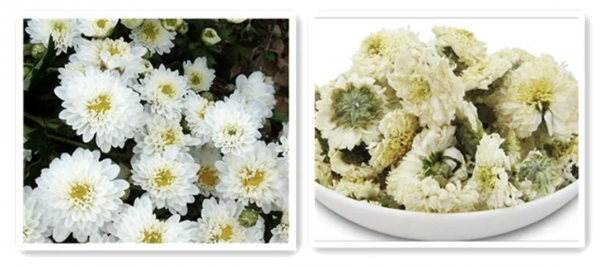 延壽客——菊花的藥用功效