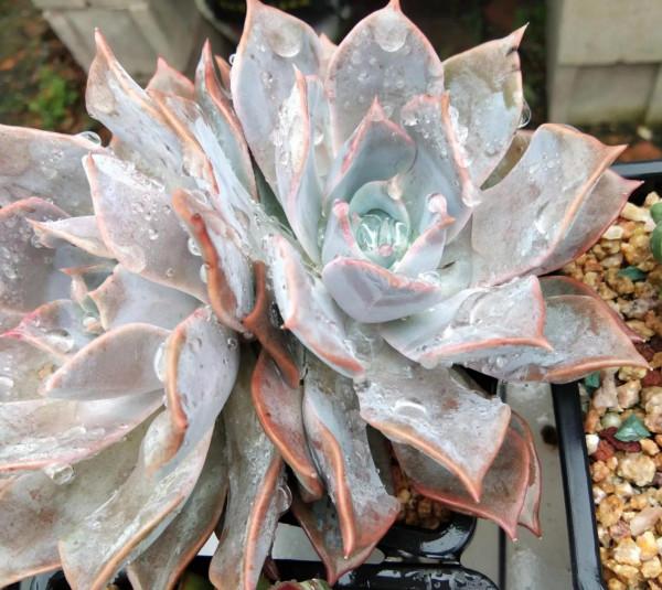 給多肉用鋪面石好處多,可一種常見的大問題卻是鋪面石造成的隱患 給多肉用鋪面石好處多,可一種常見的大問題卻是鋪面石造成的隱患