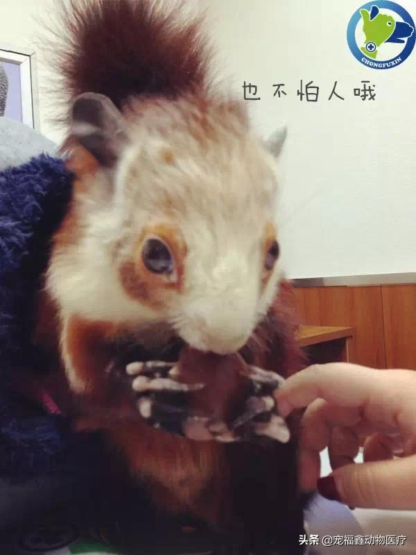 其實，我們不只會看貓和狗