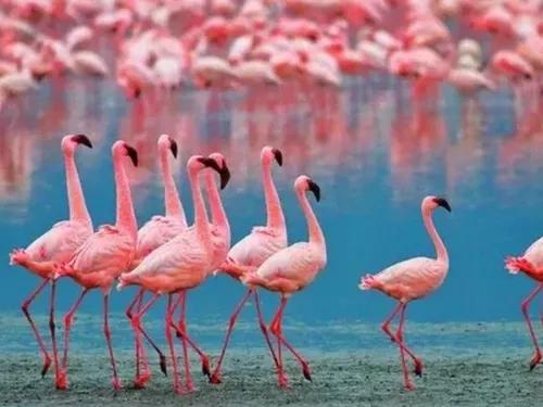 分享圖片動物界的美好時光