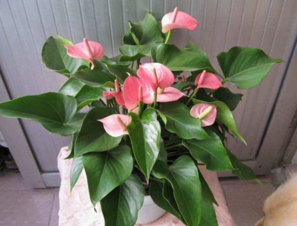 封閉陽臺養不好花？那就選這4種，記住“共同點”，就能四季開花