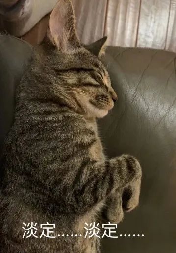 對人類幼崽佛系淡定的老母親，為什麼卻會被貓咪激發焦慮體質？