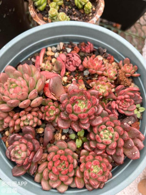 分享一些品種的養護技巧，趕緊收藏，刷過了就找不到啦