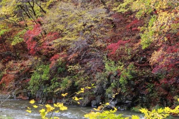 遼寧清原筐子溝楓葉正紅