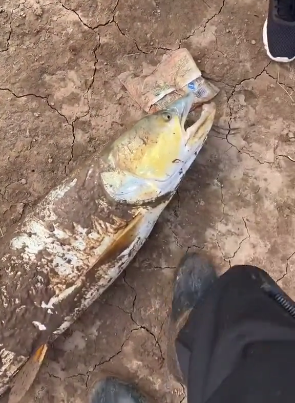 幾十斤的水老虎遊入小水溝吃魚,卻被人釣起,網友:請放回洞庭湖 幾十斤的水老虎遊入小水溝吃魚,卻被人釣起,網友:請放回洞庭湖