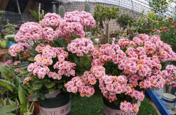 冬天養什麼花好?只要室內有暖氣,選擇這4種,怎麼養都開花 冬天養什麼花好?只要室內有暖氣,選擇這4種,怎麼養都開花