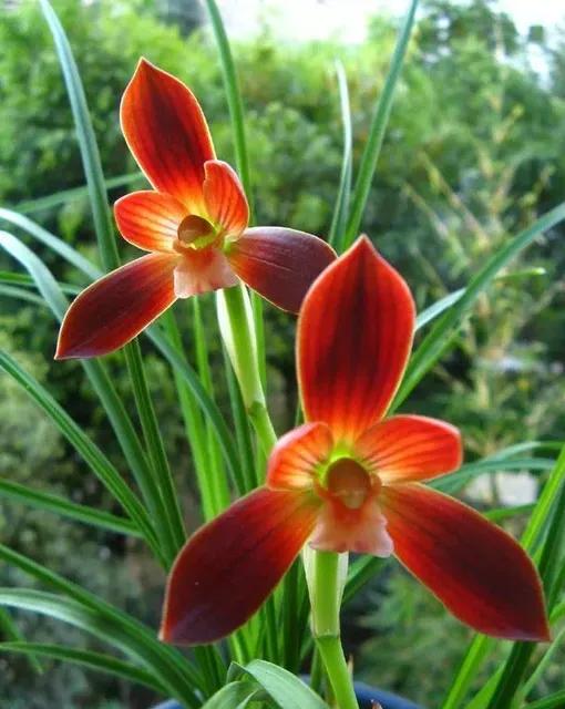 分享圖片：大紅精品蘭花66款