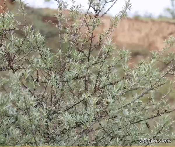 河北小夥創業搞養殖，怪招養黑豬，賣豬有高招，年收入達5000萬元