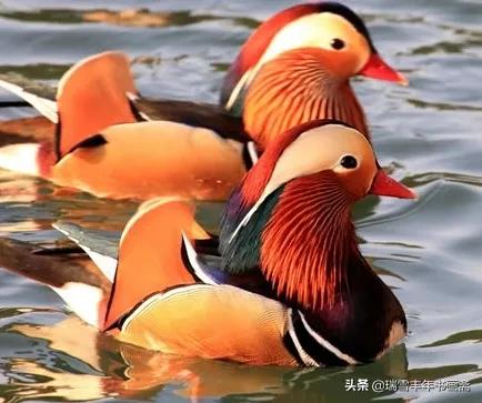 鴛鴦出雙入對惹人羨慕啊