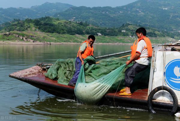 太湖銀魚該不該移植?曾經被引入21個省,如今變成“燙手山芋”? 太湖銀魚該不該移植?曾經被引入21個省,如今變成“燙手山芋”?