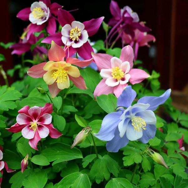 “27種”耐寒的花，好養不怕冷，低溫也能開花