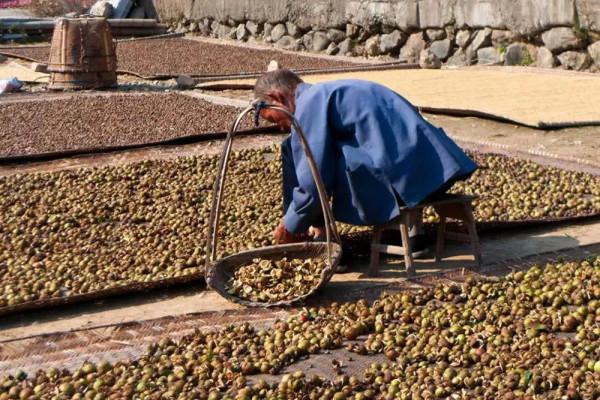 不長記性！為了賣錢提前採摘，品質價格慘跌，農民：又虧本了