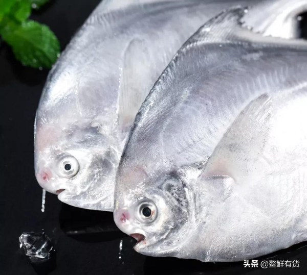 這款海魚，鮮甜肥美，舌尖上的海味