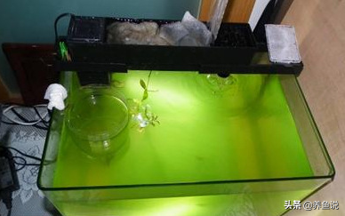 魚缸黃水綠水水質渾濁如何處理?養魚各水質形成原因及解決辦法 魚缸黃水綠水水質渾濁如何處理?養魚各水質形成原因及解決辦法