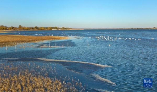 毛烏素沙地飛來白天鵝 毛烏素沙地飛來白天鵝