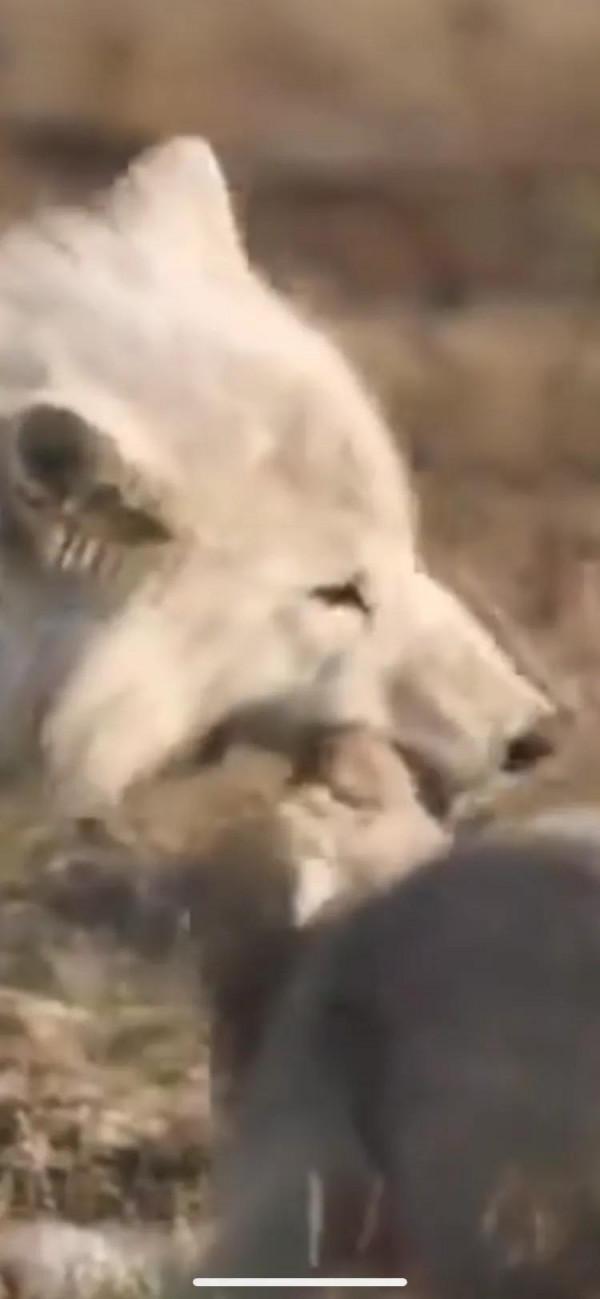 動物星球！/姐妹情深！/北極狼的愛恨情仇