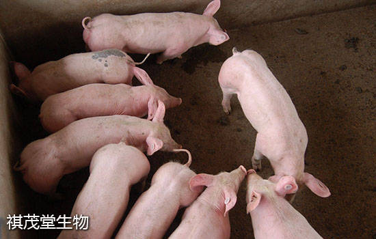 如何防治豬傳染性胸膜肺炎？預防和治療豬傳染性胸膜肺炎的中藥方